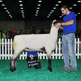 NAILE Winners