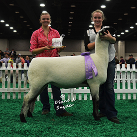 NAILE Winners