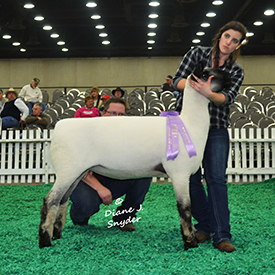 NAILE Winners