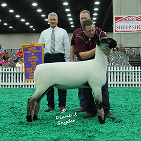 NAILE Winners