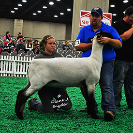 NAILE Winners