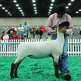 NAILE Winners