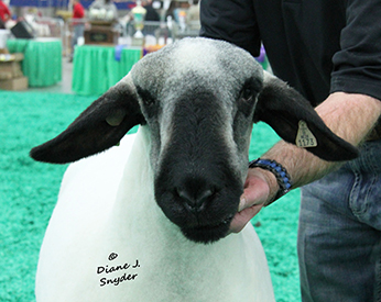 NAILE Winners