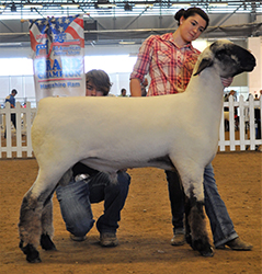 All-American Jr. Show