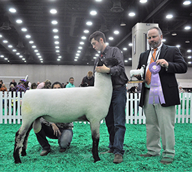 Reserve Champion Fitted Ram