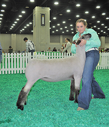 Reserve Senior Champion Slick Ewe