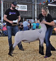 National Hampshire Sale